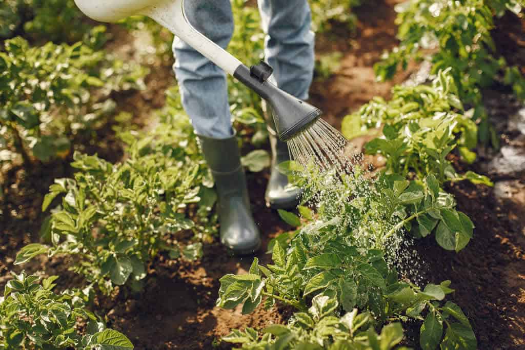 quando-aplicar-gesso-agricola