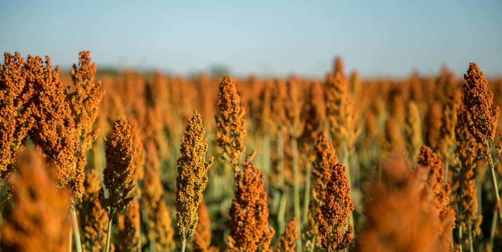 sorgo