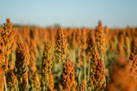 sorgo