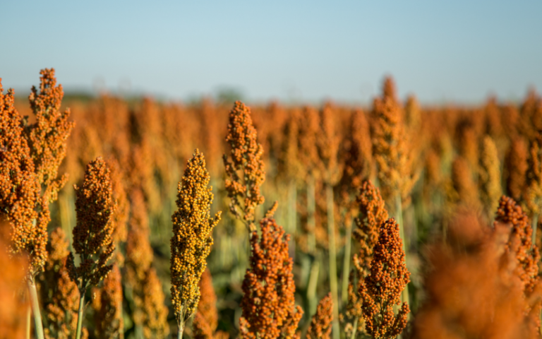 sorgo